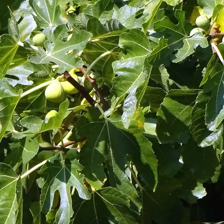 Lily Appartement Zadar